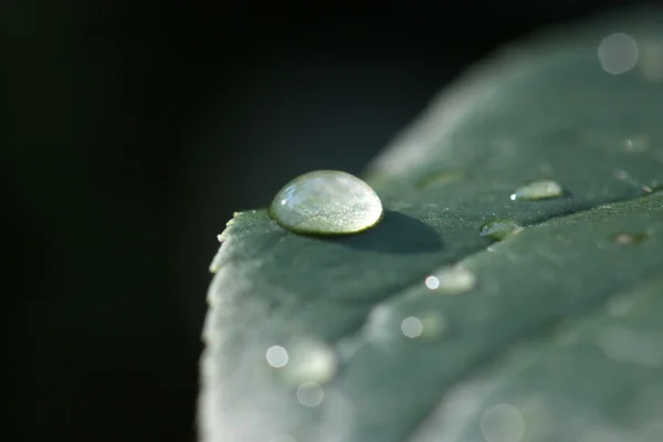 Gouttes sur une feuille — Photo