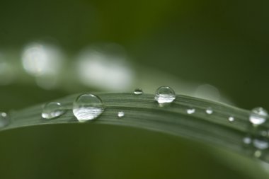 Yaprağa damlatıyor