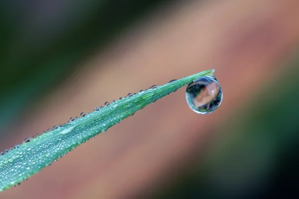 Drops on a leaf — Stock Photo, Image