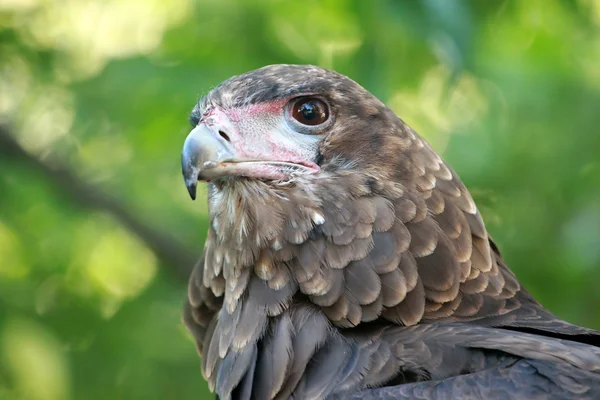 Eagle porträtt — Stockfoto