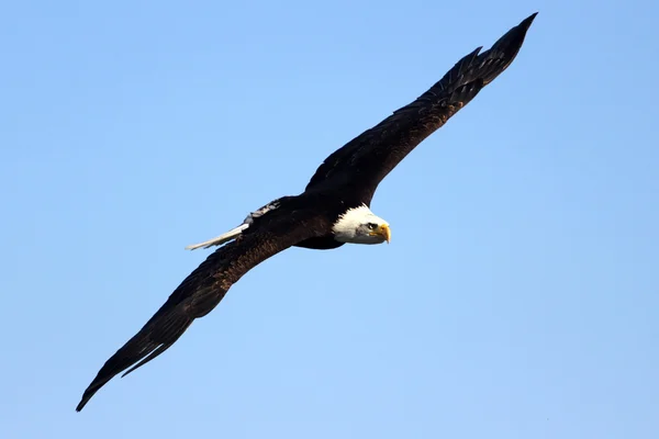 Fliegender Adler Stockfoto