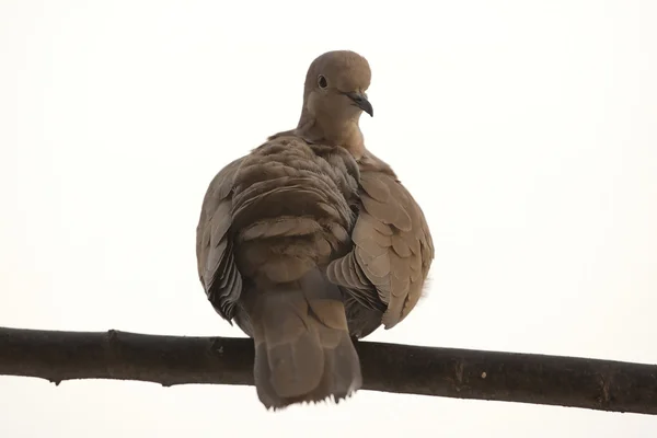 Taube auf einem Stock — Stockfoto
