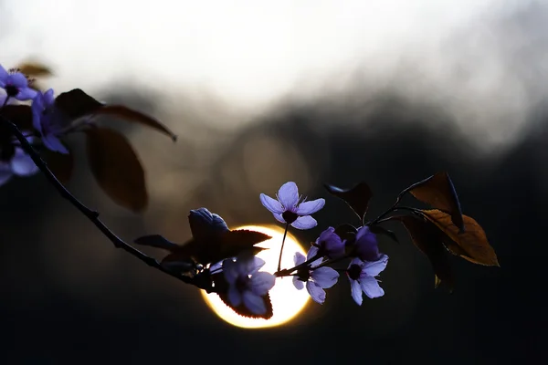 Violette Blüten — Stockfoto