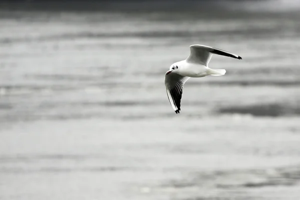 Flygande mås — Stockfoto