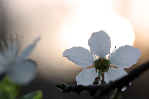 Λευκό λουλούδι στο ηλιοβασίλεμα — Φωτογραφία Αρχείου