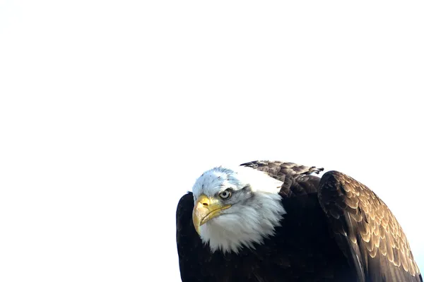 Águila — Foto de Stock