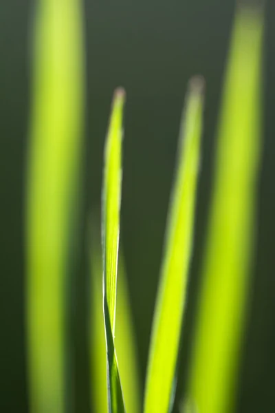 Grass — Stock Photo, Image