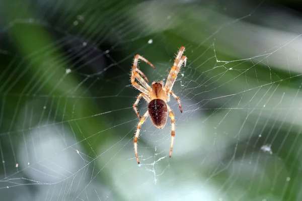 Spinnen — Stockfoto