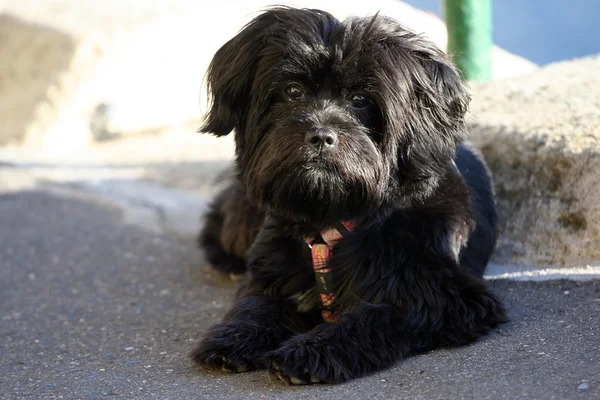 Köpek yavrusu