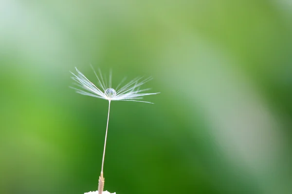 Gota3 —  Fotos de Stock