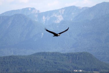 kartal
