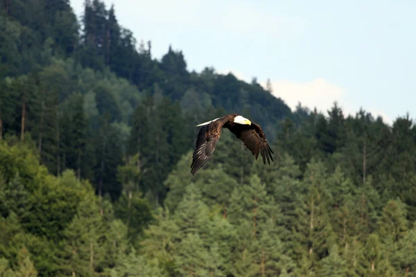 Kartal — Stok fotoğraf