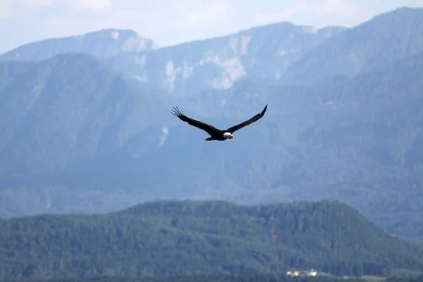 kartal