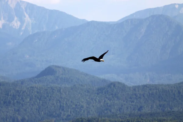 kartal