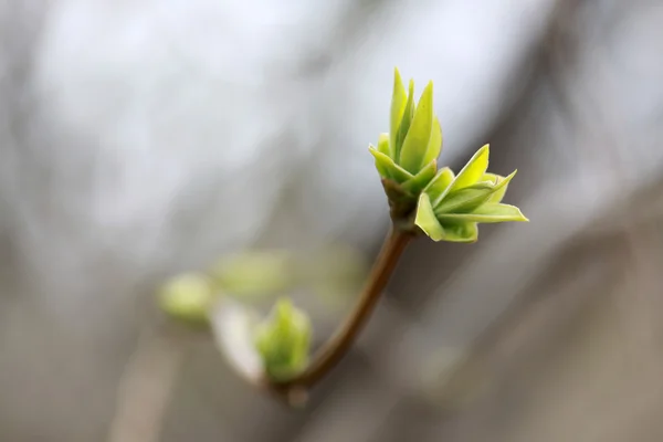 Amêndoa verde — Fotografia de Stock