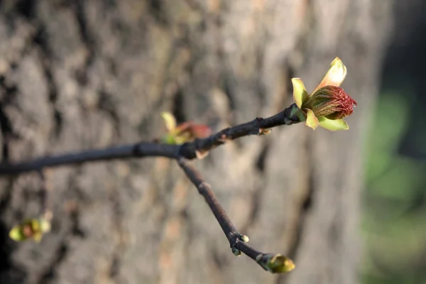 Yeşil bud — Stok fotoğraf