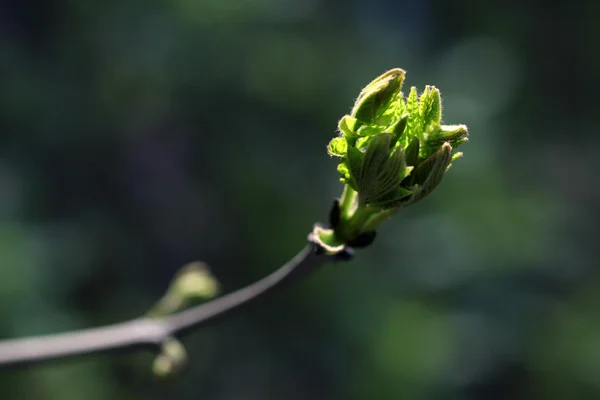 Yeşil bud — Stok fotoğraf