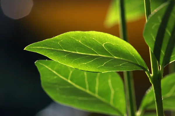 Leaf — Stock Photo, Image