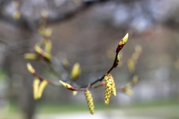 Gelbe Knospen — Stockfoto