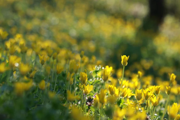 Gele bloemen — Stockfoto