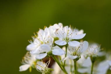 Kiraz çiçekleri yeşil zemin üzerine