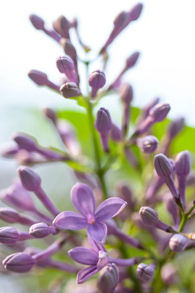 Purpurrote Organknospen und Blüten — Stockfoto