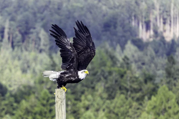 Aquila calva — Foto Stock