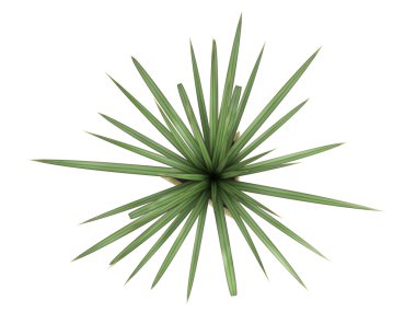 küçük pandanus bitki