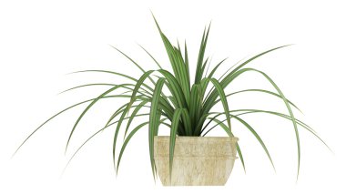 küçük pandanus bitki