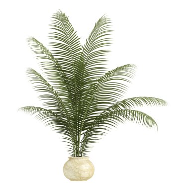 Areca palm houseplant clipart