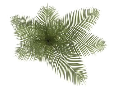 Areca palm houseplant