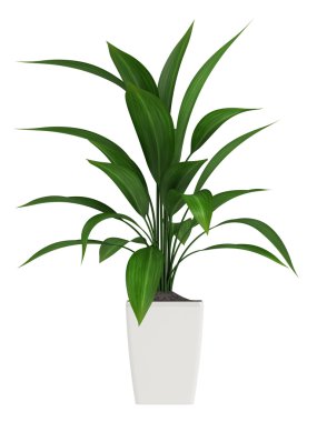 yapraklı aspidistra houseplant