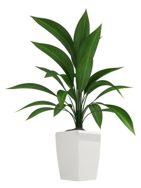 yapraklı aspidistra houseplant