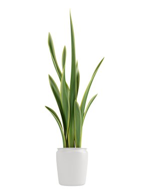 Sansevieria growing in a pot clipart