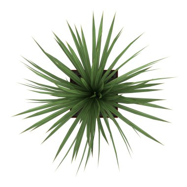Dracena houseplant uzun boylu bir kap içinde