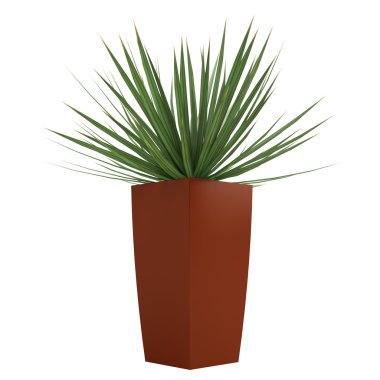 Dracena houseplant uzun boylu bir kap içinde