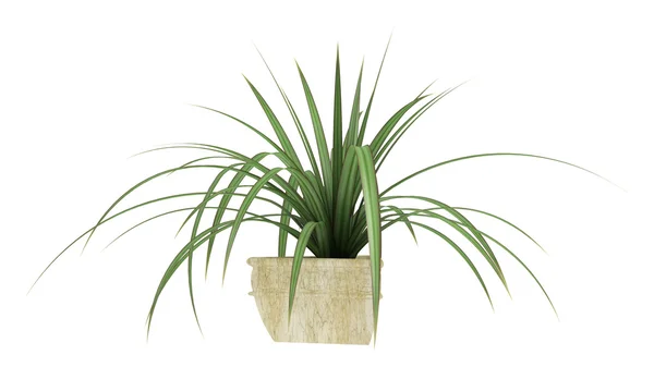 Kleine pandanus plant — Stockfoto