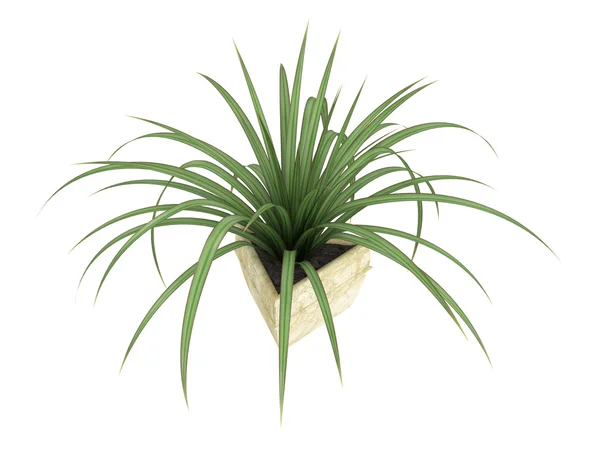 Kleine pandanus plant — Stockfoto