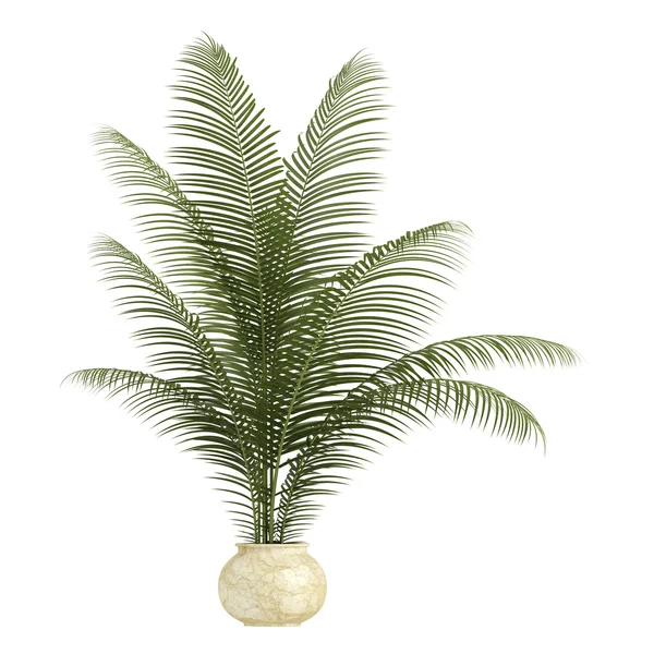 ปาล์ม เฮ้าส์พืช — ภาพถ่ายสต็อก