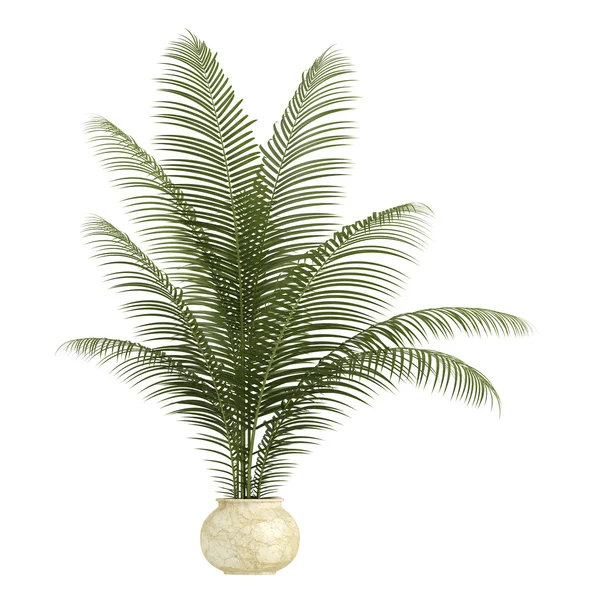 Areca Pálma kivitelezés — Stock Fotó