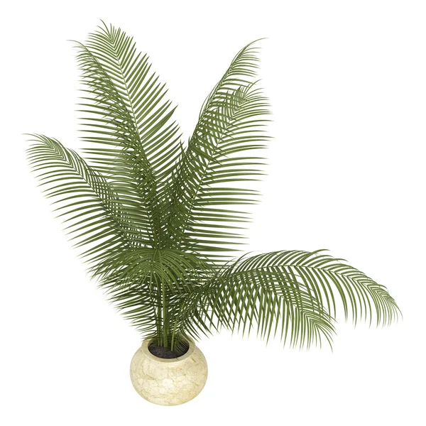 Planta de palmera de Areca —  Fotos de Stock