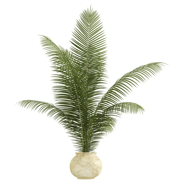 Arekové palmy kolovrátek — Stock fotografie