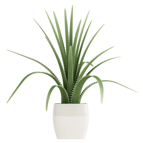 Talet växt eller maguey — Stockfoto