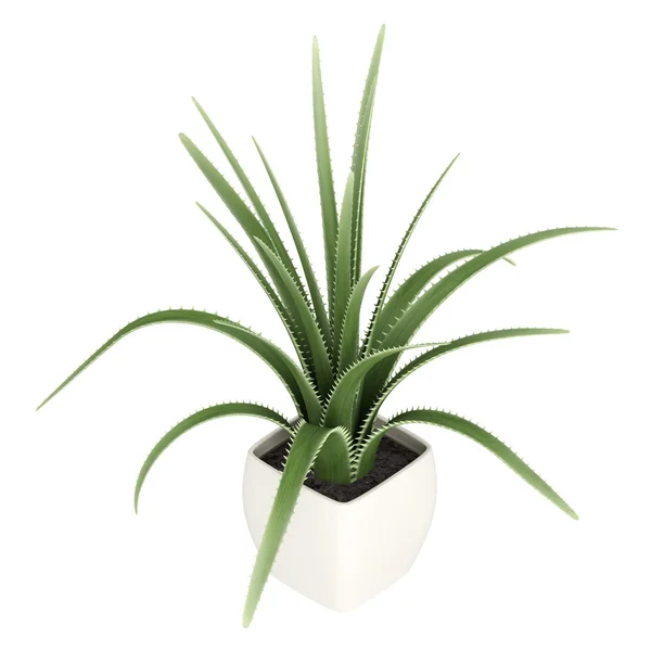 Talet växt eller maguey — Stockfoto