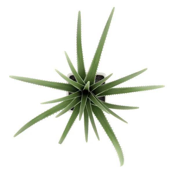 세기 식물 또는 Maguey — 스톡 사진