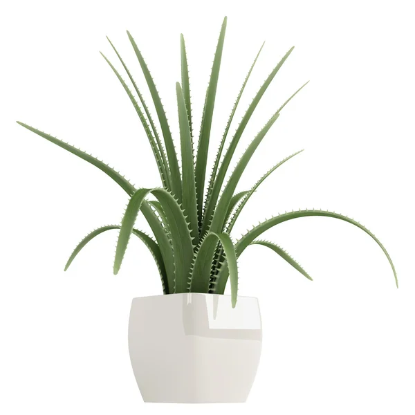 yüzyıl bitki veya maguey