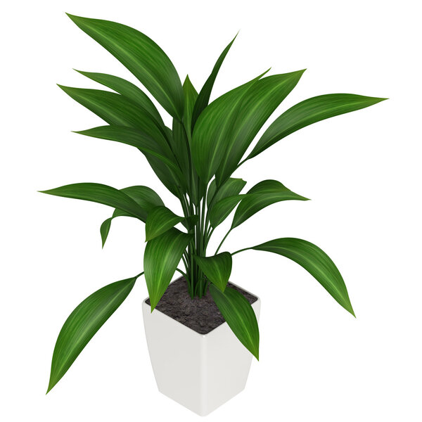 Leafy aspidistra houseplant