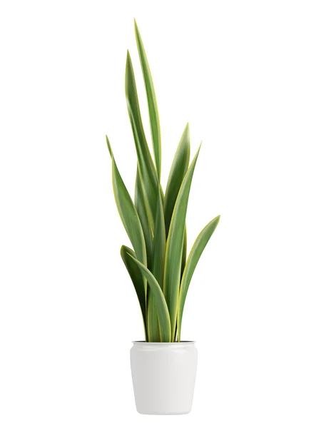 Sansevieria crescendo em um pote — Fotografia de Stock