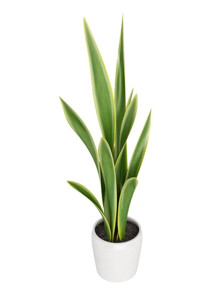 Sansevieria crescendo em um pote — Fotografia de Stock