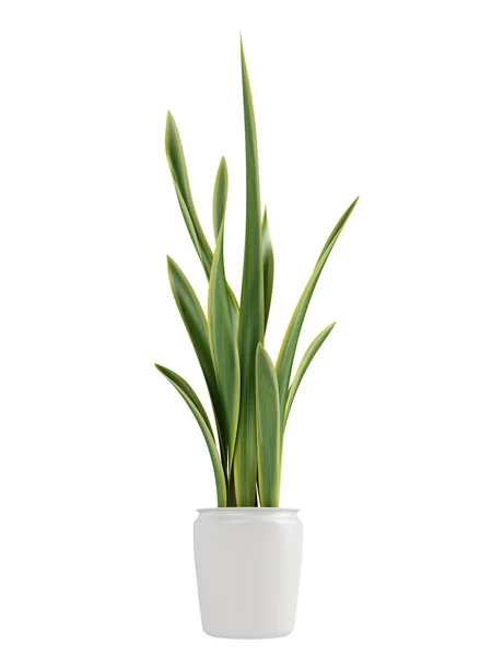 Sansevieria pěstování v květináči — Stock fotografie